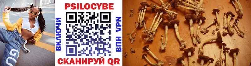 Галлюциногенные грибы Psilocybe  Новопавловск 